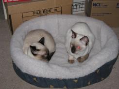 more kittens